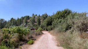 ПОСЕЛЕНИЕ ОКОЛО ИЕРУСАЛИМА | ЛЕТНЯЯ ПРИРОДА ИЗРАИЛЯ | ПЕРЕСОХШЕЕ ВОДОХРАНИЛИЩЕ #жизньвизраиле