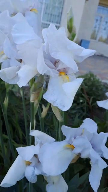 Белые ирисы возле дома смотреть онлайн