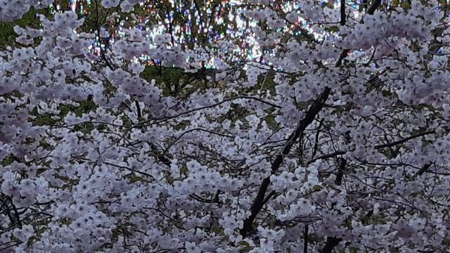 ВЕСЕННЕЕ НАСТРОЕНИЕ смотреть онлайн