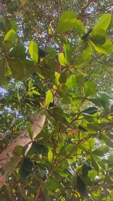 guess this tree 1 смотреть онлайн