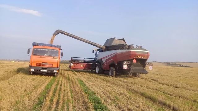 Уборка зерновых