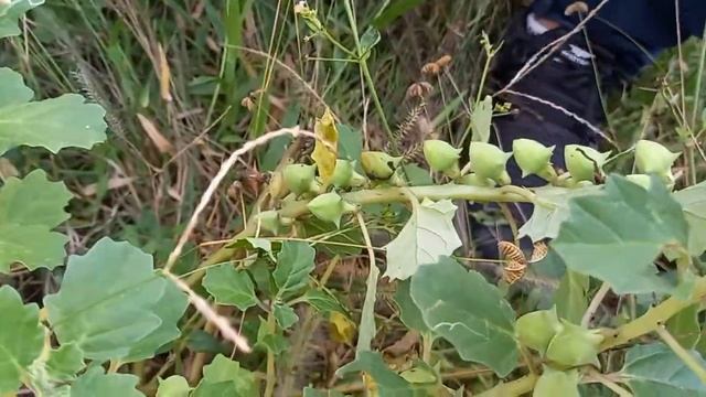 Ayurveda - Urinary Disorders, Plant Brihat  Gokshura - Pedalium  Murex