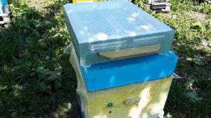 Донные пыльцесборники-краткий обзор!!!