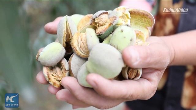 Almond helps Xinjiang farmers find way out of poverty смотреть онлайн