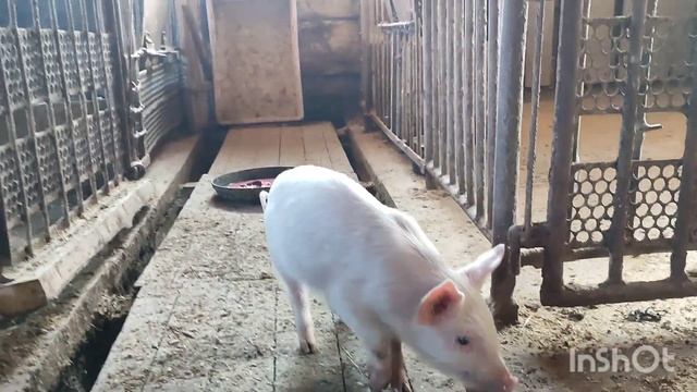 ЕДА У НАС РАЗДЕЛЬНАЯ, СЫРОВЫ И КАБАНОВЫ😂 смотреть онлайн