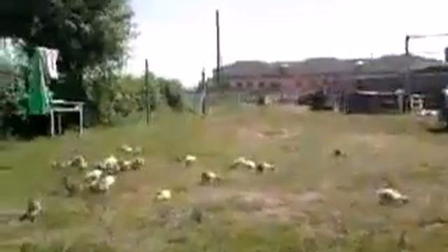 Прикол Жинал смотреть онлайн