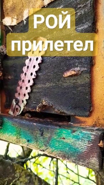 Хороший РОЙ прилетел в ловушку #рой #пчелы #роеловство #пасека #пчеловодство #природа смотреть онлайн