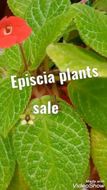 Episcia plants sale смотреть онлайн