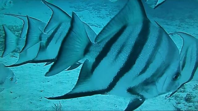 Atlantic Spadefish смотреть онлайн