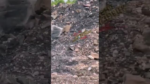 Медведь бродит по разрезу в Кузбассе