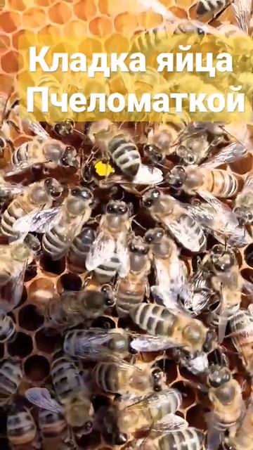 Кладка яйца пчеломаткой.Карника Лунц 2022г. #пчеловодство #пасека #пчелы #карника #пчеломатка #лунц смотреть онлайн