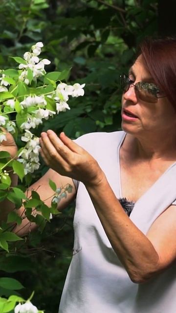 Чубушник "Воздушный десант" смотреть онлайн