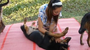 beautiful girl playing with her dog at home, how to training cute puppy #26