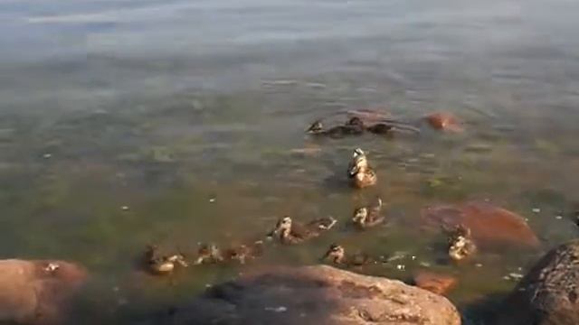 утки Финского залива смотреть онлайн