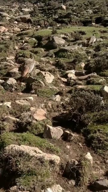 Tibetan snowcock family in the wild environment. #wildlife #wildanimals смотреть онлайн