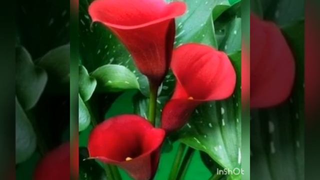 С Днём России,друзья!..🤗😍😊😉 смотреть онлайн