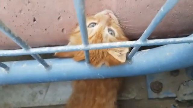 Спасение котёнка в больнице Барзилай смотреть онлайн