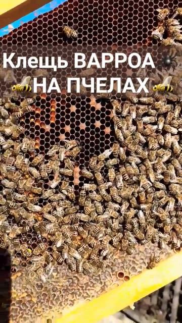 ❗УБИЙЦЫ ПЧЁЛ ИЗ ПОЗДНЕГО РАСПЛОДА #пасека #пчеловодство #пчелы #клещ_варроа смотреть онлайн