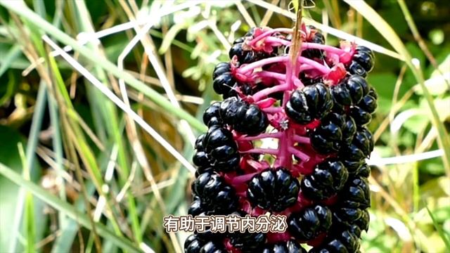 瘦腰细腿平肚子，清肠刮油，越吃越瘦的6种食物，你身边就有！