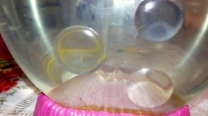 Симанки морские обезьянки Sea Monkeys (1 месяц)