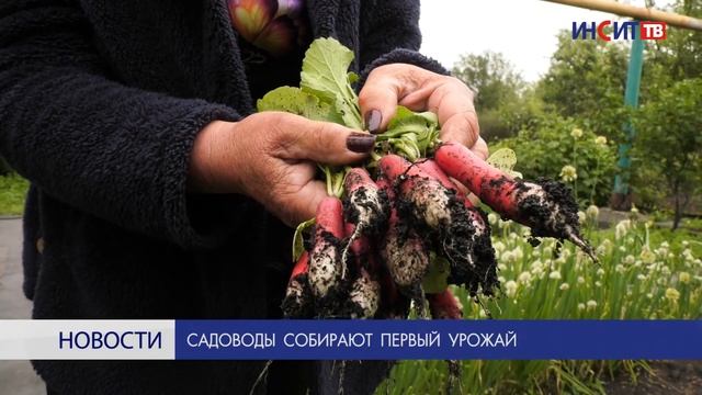 Садоводы собирают первый урожай смотреть онлайн