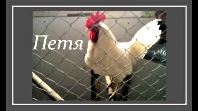 Петя. смотреть онлайн