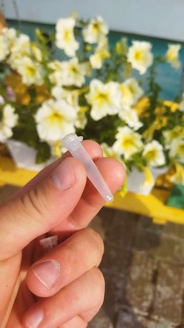 Результат Петуний из семян дешевых и более дорогих #shorts смотреть онлайн