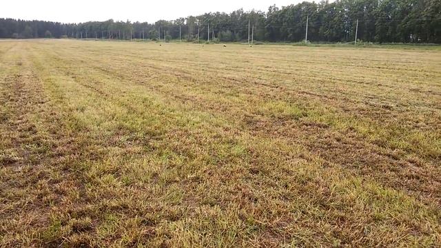 Аисты смотреть онлайн