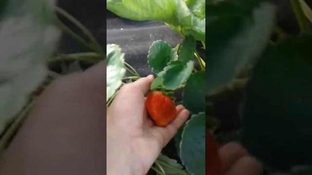 Самая сладкая клубника - Аня смотреть онлайн