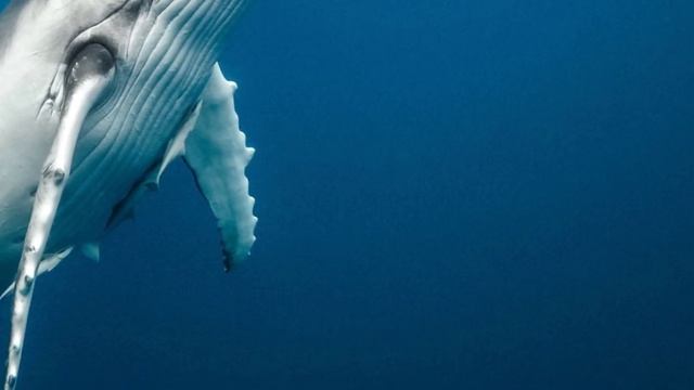 ASMR- Humpback Whale 🐋 (see description)