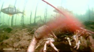 Рак и окуни