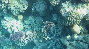 Крылатка зебра. Красное море. Шарм-эш-Шейх. Эль Хадаба. 2023