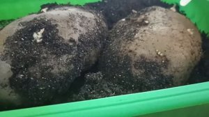 КАРТОФЕЛЬ СЫНОК НА РАССАДУ РАСТЕТ ☝💪 ОЧЕНЬ БЫСТРО!!! МОИ ПРИМЕЧАНИЯ И СОВЕТЫ // ВАЦАП  89152458159