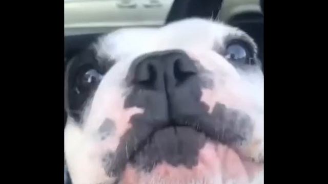 Собака поет мугам (It muğamı səsləndirir) смотреть онлайн