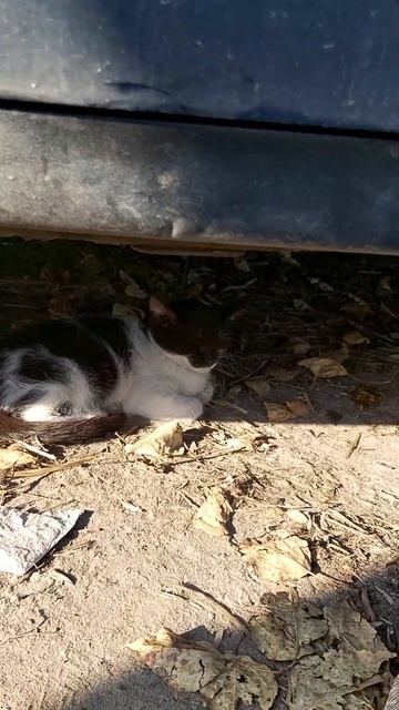 ❗тихий час❗#shorts #мимишность #чтослучилосьзадень смотреть онлайн