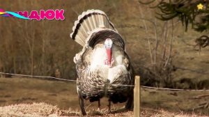 СБОРНИК Как говорят животные Звуки животных Домашние животные для детей Корова Лошадь