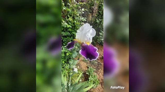 Радость, ирисы зацвели#ирисы#красивыецветы#любимыецветы смотреть онлайн