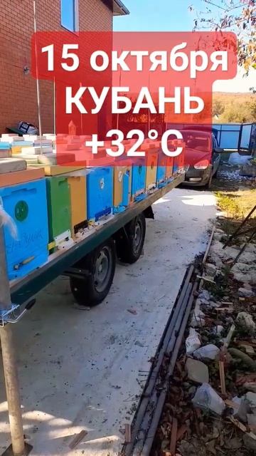 На Кубани снова потеплело 15.10.23 t+32°C #пасека #пчелы #пчеловодство #мёд #природа #кубань смотреть онлайн