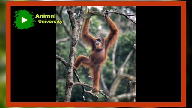 Information About Orangutan