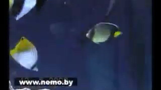 морские аквариумы смотреть онлайн