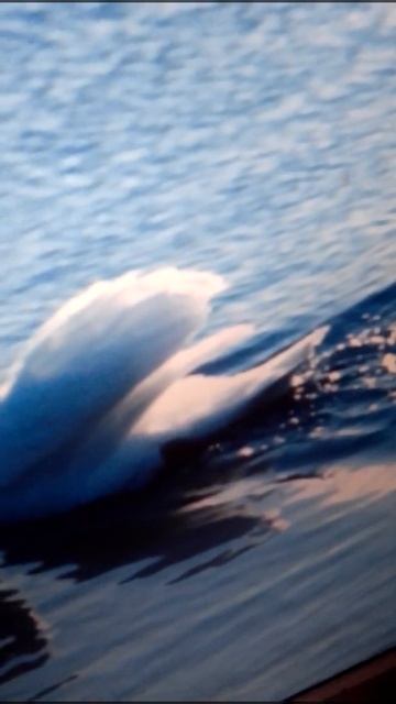 Ивангай гей смотреть онлайн