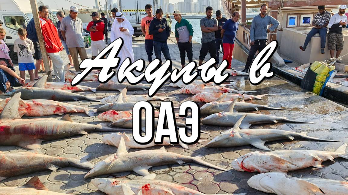 АКУЛЫ в Арабских Эмиратах - реальность? смотреть онлайн