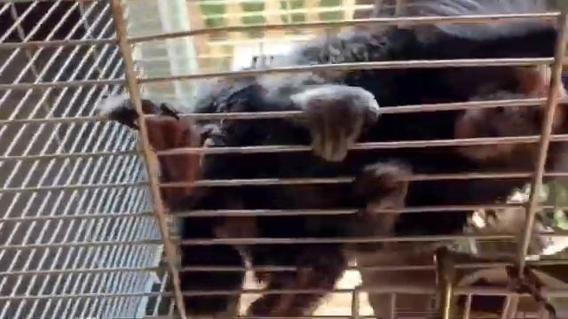 Marmoset   Monkey Talk как разговаривает мартышка