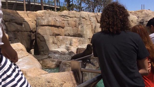 Встреча с семьей блогеров из Южной Дакоты в Sea World Сан Диего :)) 2 часть /Наш Сан Диего смотреть онлайн