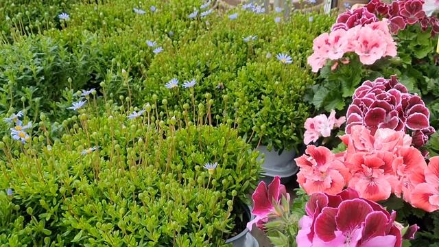 Итальянский магазин растений смотреть онлайн