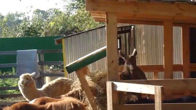 Наши копытные смотреть онлайн