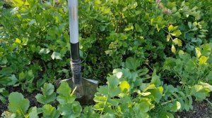 Выращивание дайкона