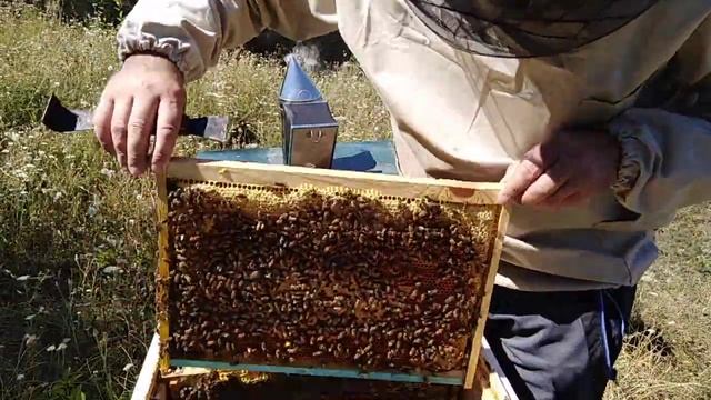 Вощина в безвзяточный период , ето реально???  Пчеловодство