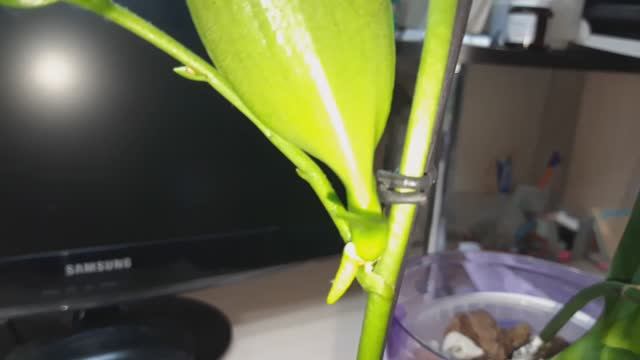 Детки у орхидеи. Надо обрезать цветонос или нет? #орхидеи #цветонос #фаленопсис #деткаорхидеи смотреть онлайн