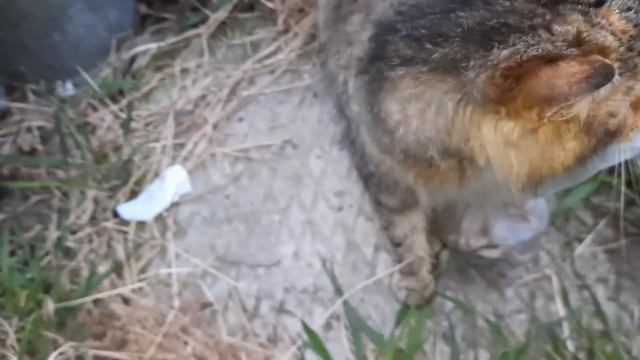 🐈корм давай🐈 смотреть онлайн